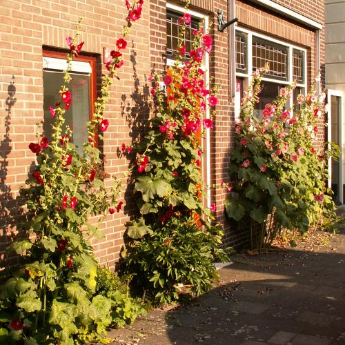 Illustratiebeeld © Opuntia /  Wikimedia Commons