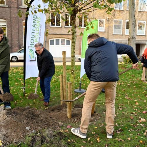 Aanplanting van de Wisselboom in Brugge. © Green Deal Klimaatbestendige Omgeving