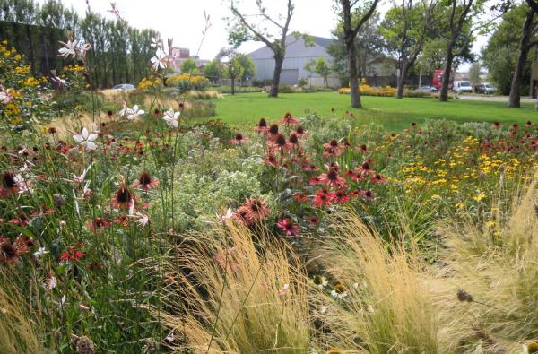 Wolplein in Antwerpen-Hoboken