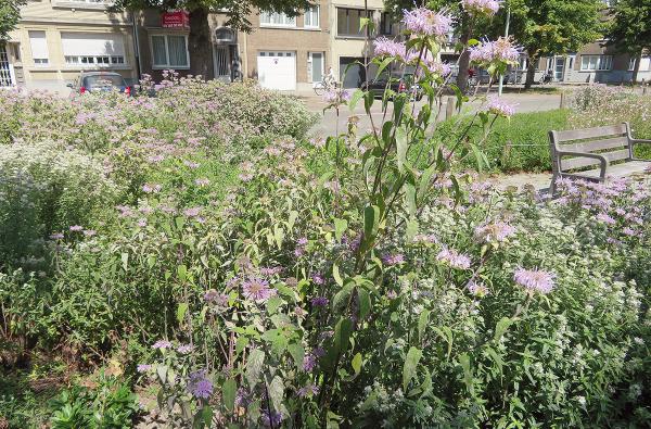 Collegelaan in Antwerpen-Borgerhout