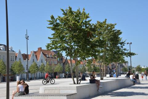 ‘t Zand in Brugge, Tilia mongolica Buda © Boomkwekerij Van den Berk