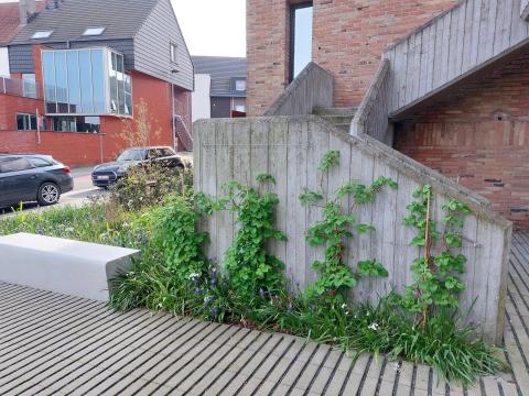 Gevelbeplanting zorgt voor een verticaal accent in de groenstructuur. © Yann Raes – Stad Harelbeke
