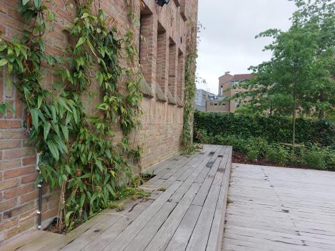 Gevelbeplanting zorgt voor een verticaal accent in de groenstructuur. © Yann Raes – Stad Harelbeke