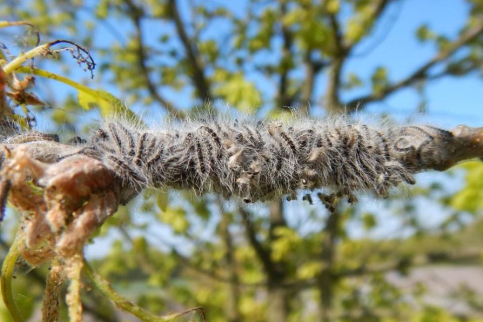 Eikenprocessierups © Provincie Antwerpen