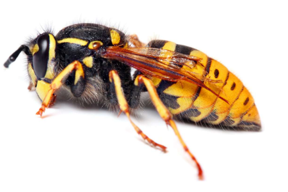 © Wespennest Vlaanderen