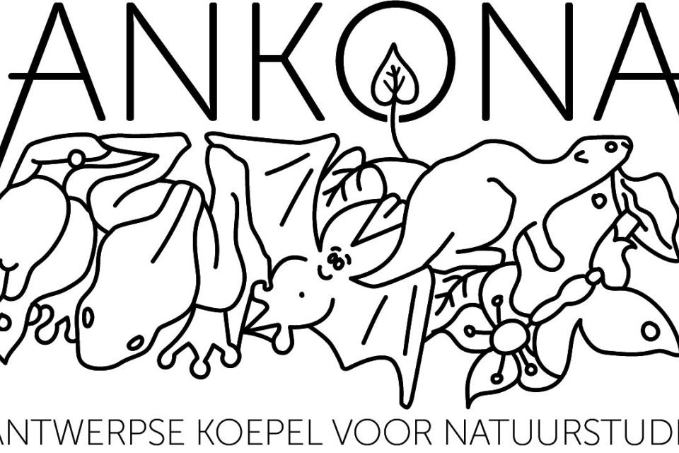 Logo Ankona