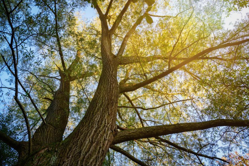 De Stad Peer helpt inwoners de oude bomen op hun terrein te onderhouden © Peter H. / Pixabay