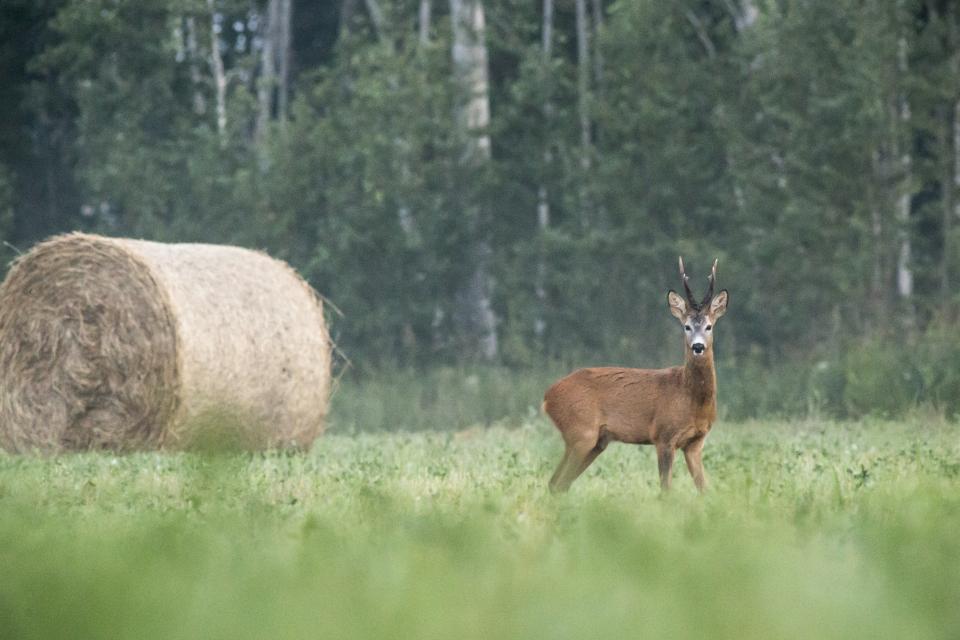 Landbouwers varen wel bij de Europese Natuurherstelwet © Erik Karits / Unsplash