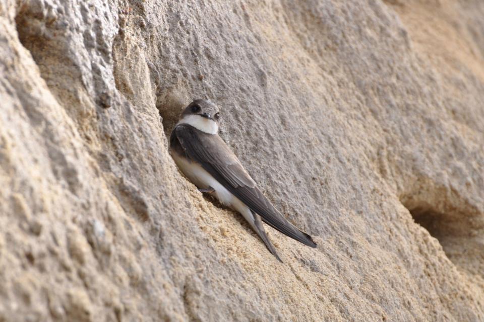 Oeverzwaluw © Aiwok / Wikimedia Commons