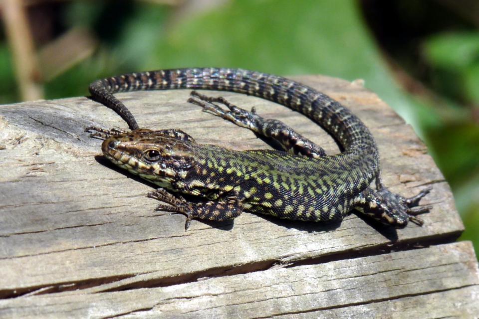 De muurhagedis (Podarcis muralis) © Lucarelli / Wikimedia Commons