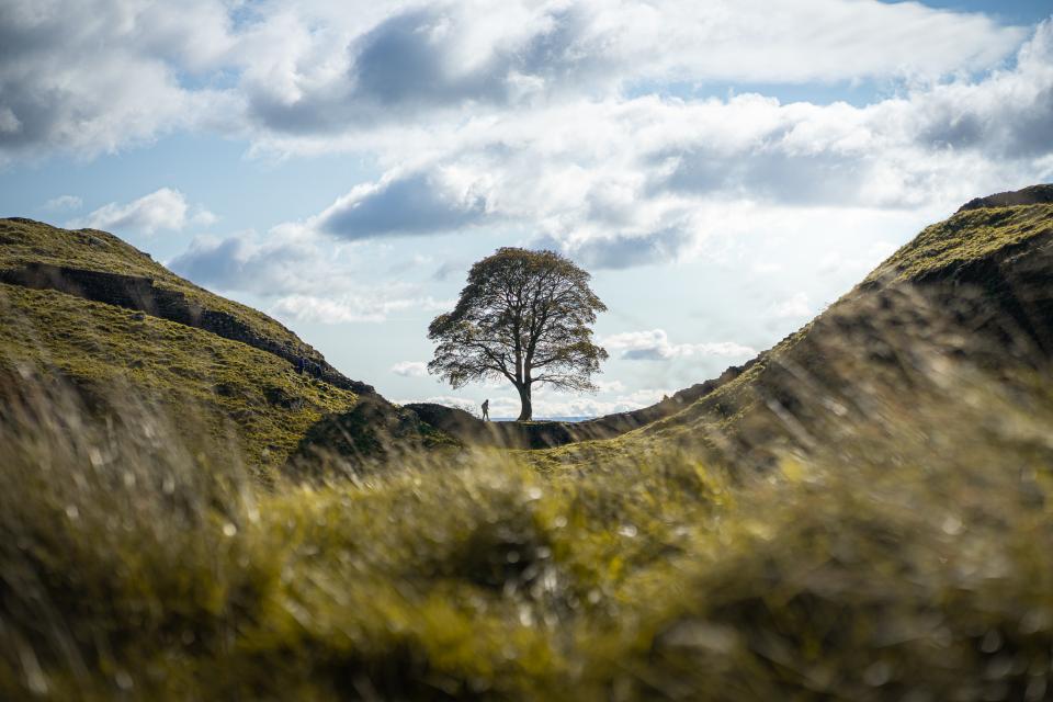 De Sycamore Gap Tree was wereldberoemd. © ClementP.fr / Wikimedia Commons