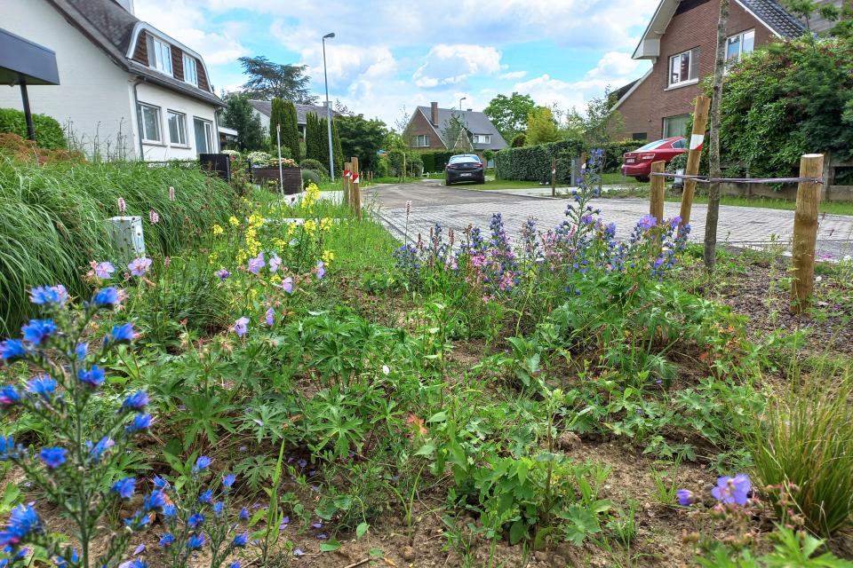 Groenvakken met vaste planten in de wijk Spaanse Kroon. © Stad Leuven