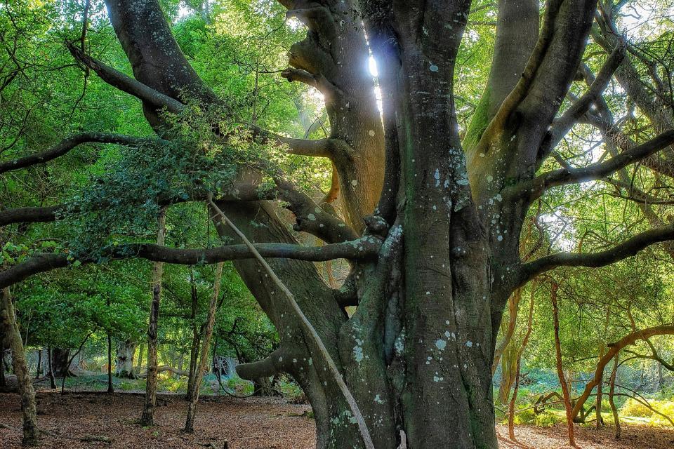 Illustratiebeeld beuk © Richard Loader / Unsplash