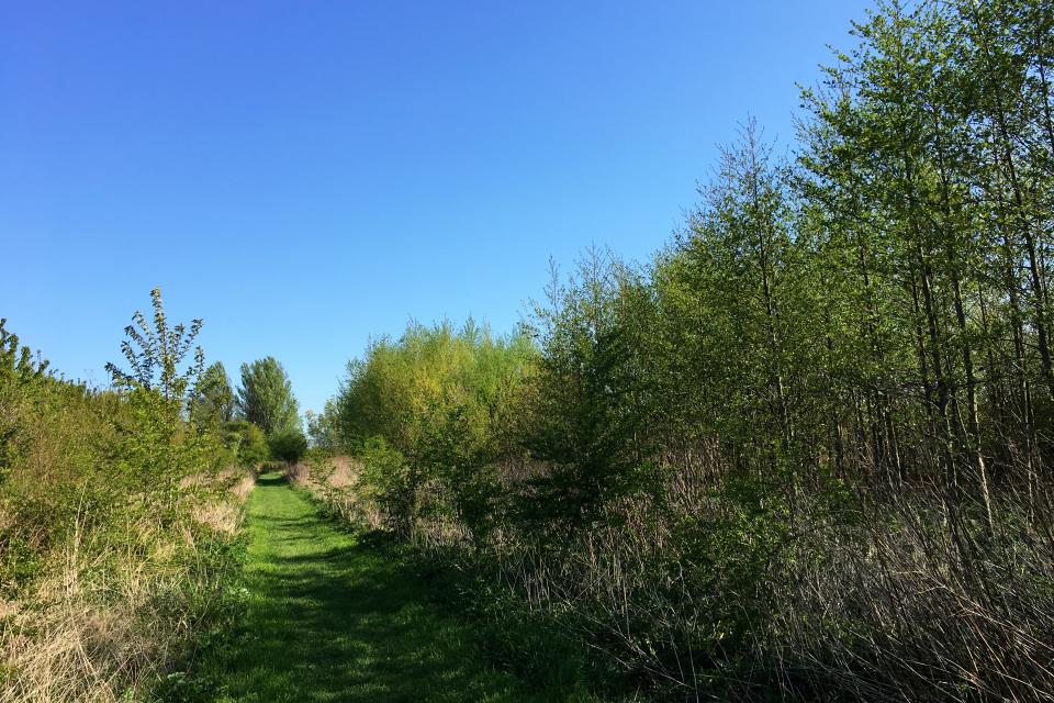 Een voedselbos op Landgoed Doornik van Park Lingezegen in Bemmel (Lingewaard, NL). © Lendskaip / Wikimedia Commons