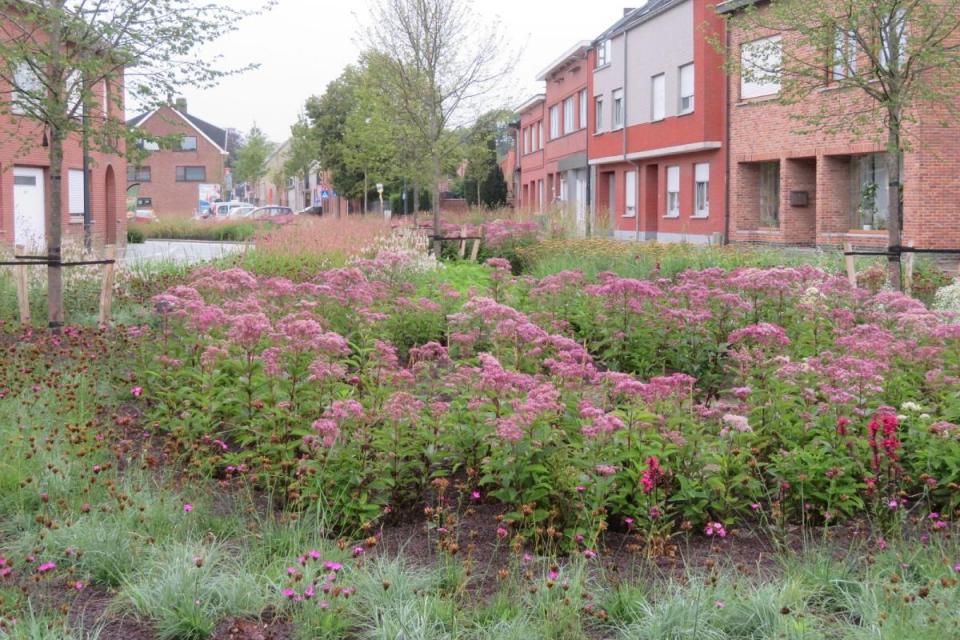 Vaste planten in het dorpscentrum van Rijmenam. © Ingenieursbureau France