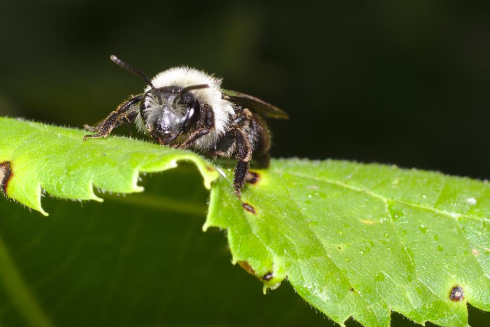 Wilde bijen hebben te lijden onder het gebruik van pesticiden. © Stanzilla  Wikimedia Commons