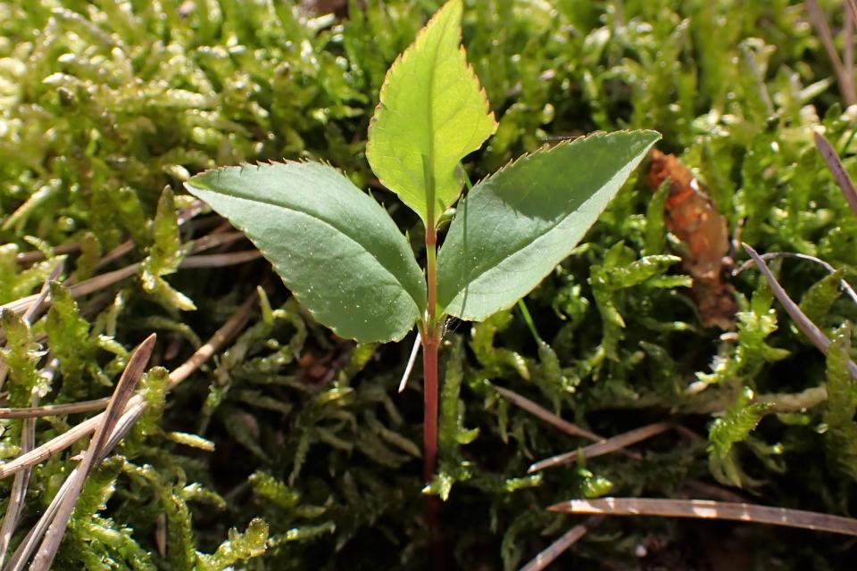 Jonge scheut van Amerikaanse vogelkers. © Krzysztof Ziarnek / Wikimedia Commons