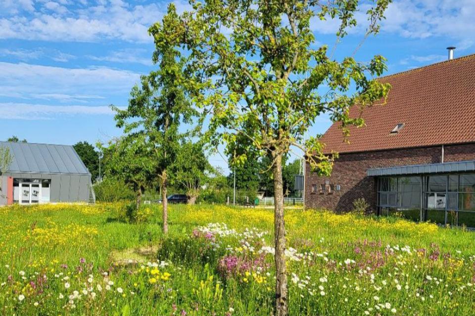 Een bloemenweide in bloei © Ecoflora