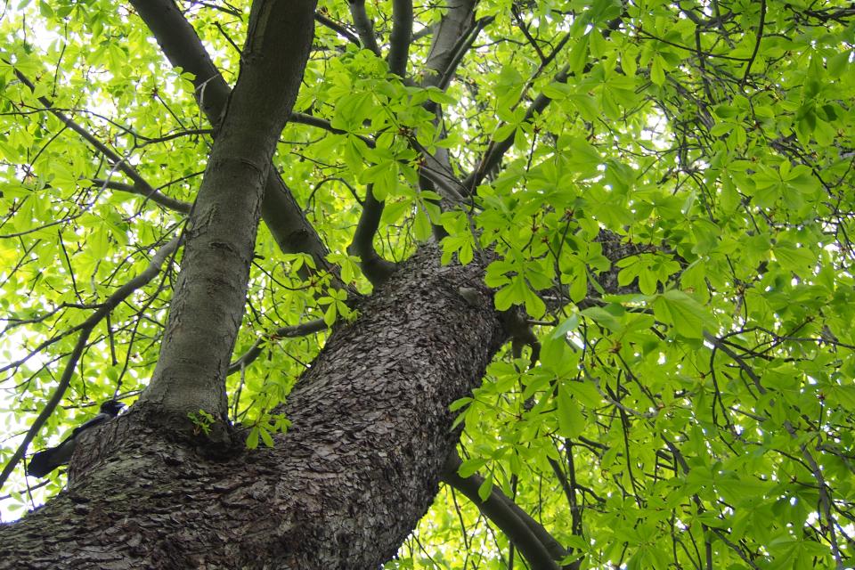 Paardenkastanje (Aesculus hippocastanum) © Agnieszka Kwiecień, Nova