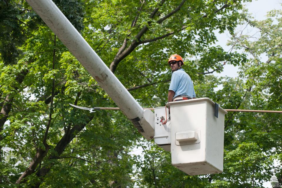 Een boomverzorger aan het werk © USCapitol / Wikimedia Commons