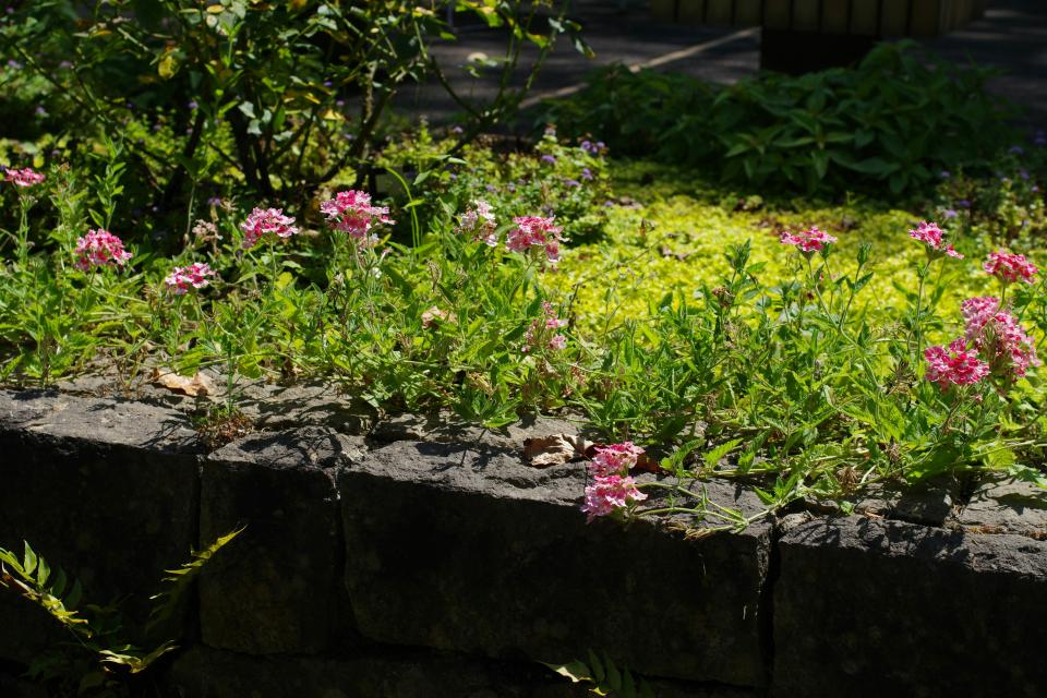 Illustratiebeeld © Naoki Suzuki