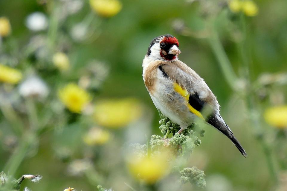 Distelvink © Andrea Lightfoot