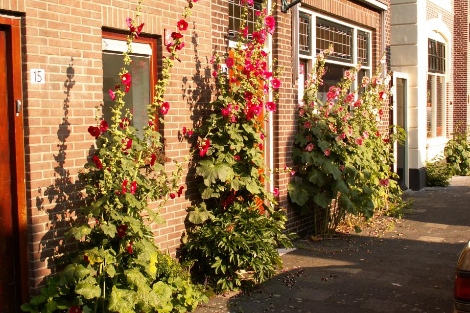 Illustratiebeeld © Opuntia /  Wikimedia Commons