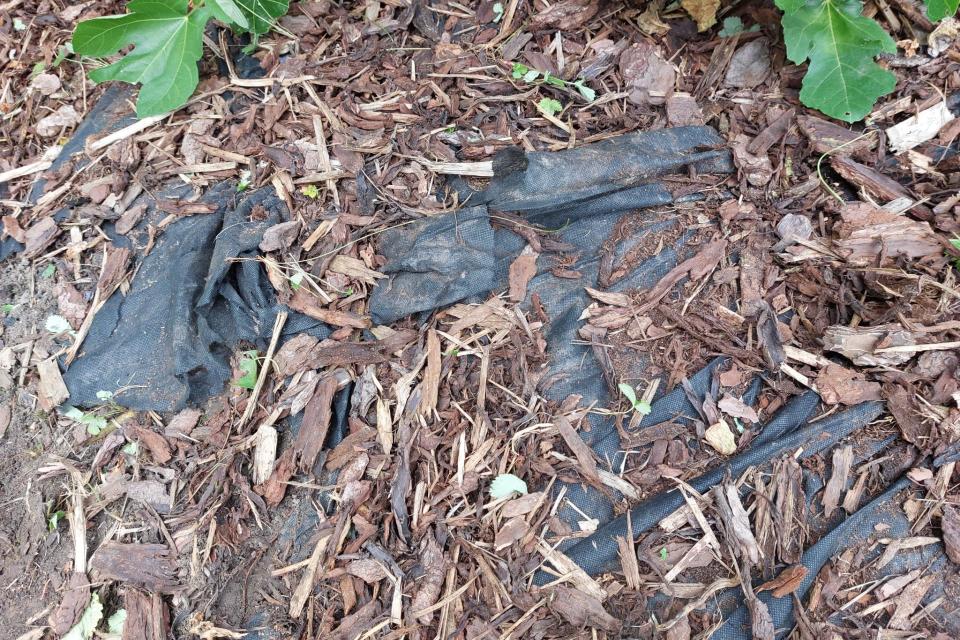 IIlustratiebeeld worteldoek © Patrick Godding