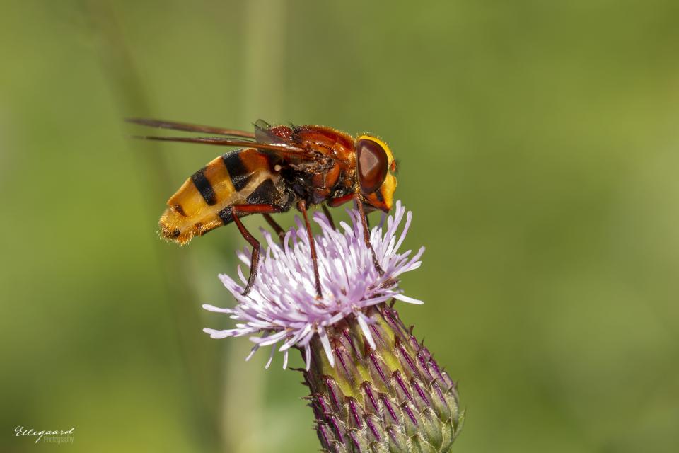 lllustratiebeeld © Tina Ellegaard Poulsen