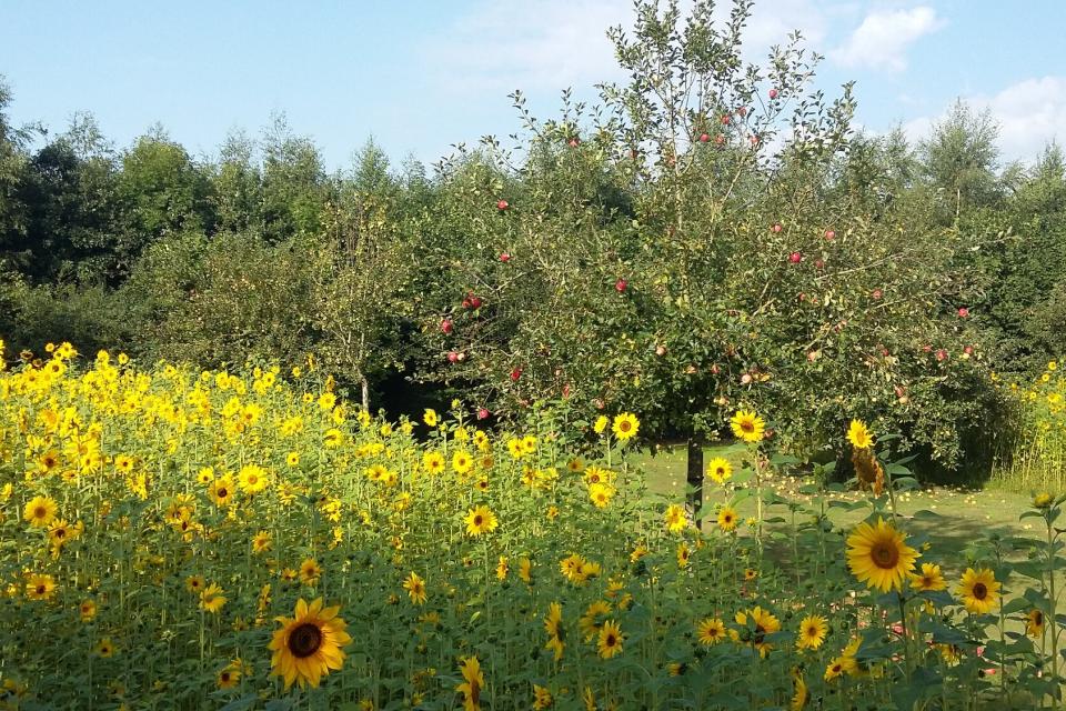 Aanleg bloemenweide