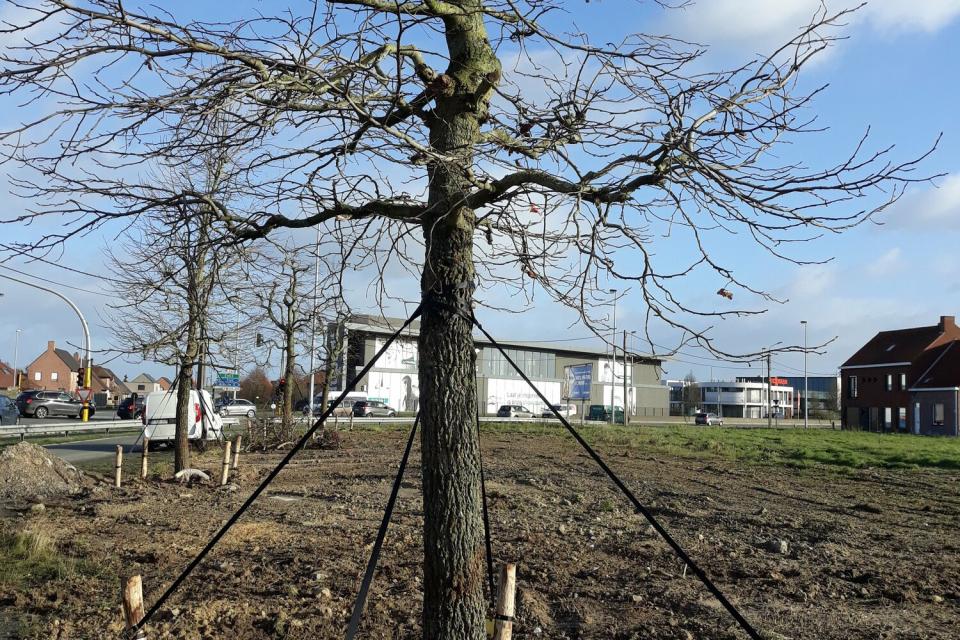 Aanplant grote bomen