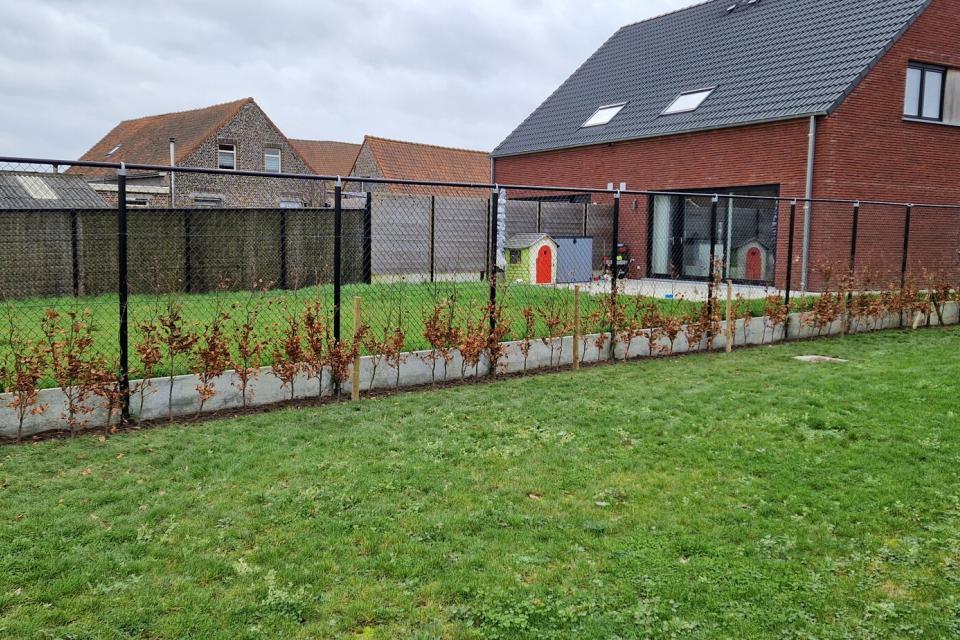 aanplanting haag
