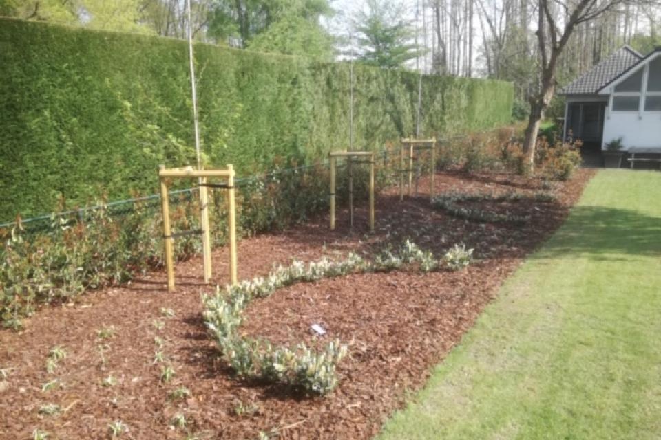 Aanplanting