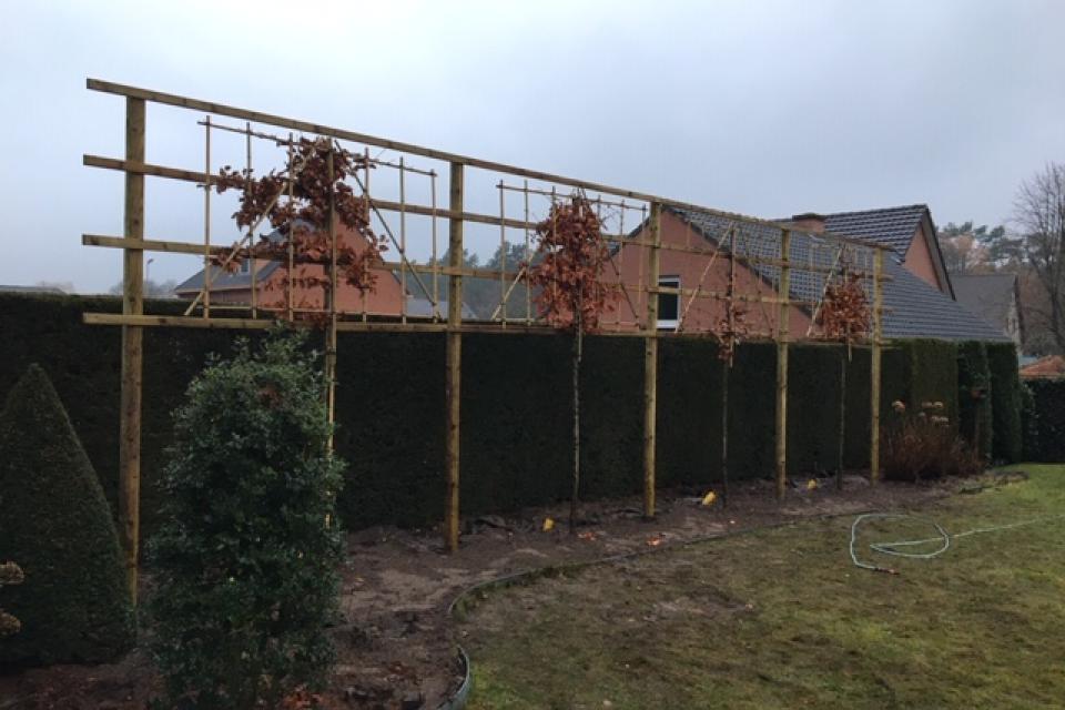Aanplanting leibomen