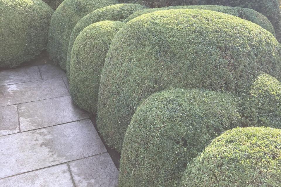 Tuinonderhoud 