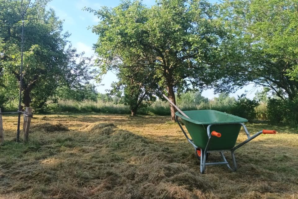 Hier maaien we 2x per jaar en halen we al het maaisel weg. Op deze manier krijgen we meer bloemen door te gaan verschralen.