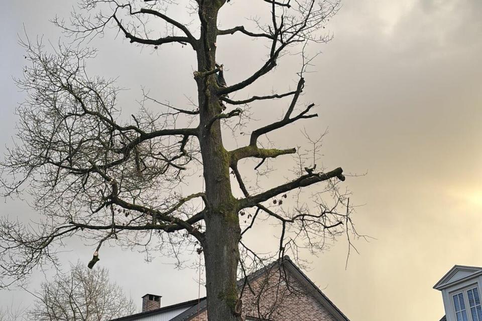 Snoeien eik