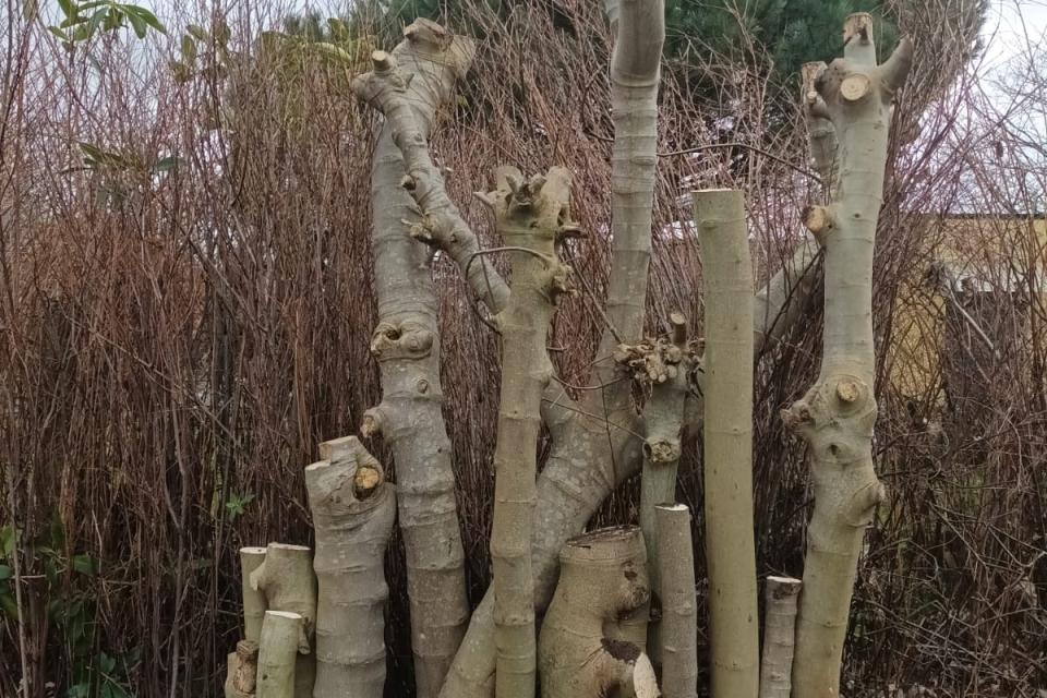 Geef de biodiversiteit een boost