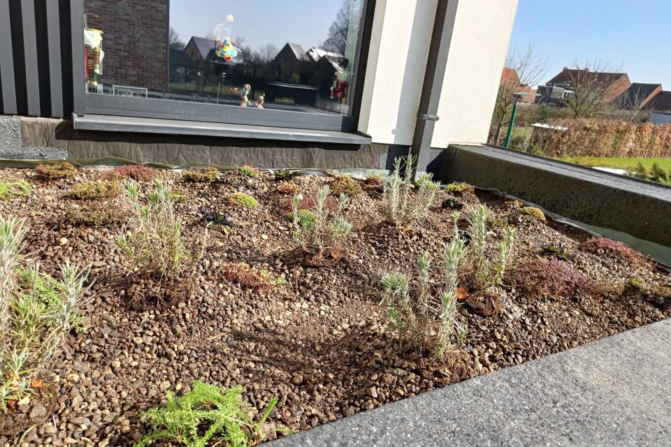 Biodiversgroendak met lavendel, tijm, oregano en meer!