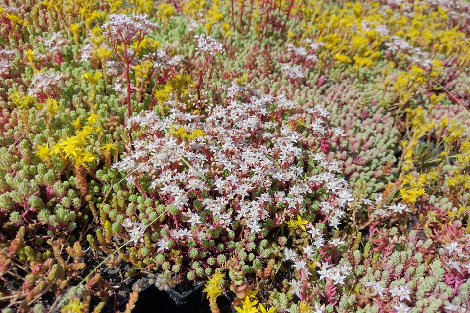Sedum biodivers