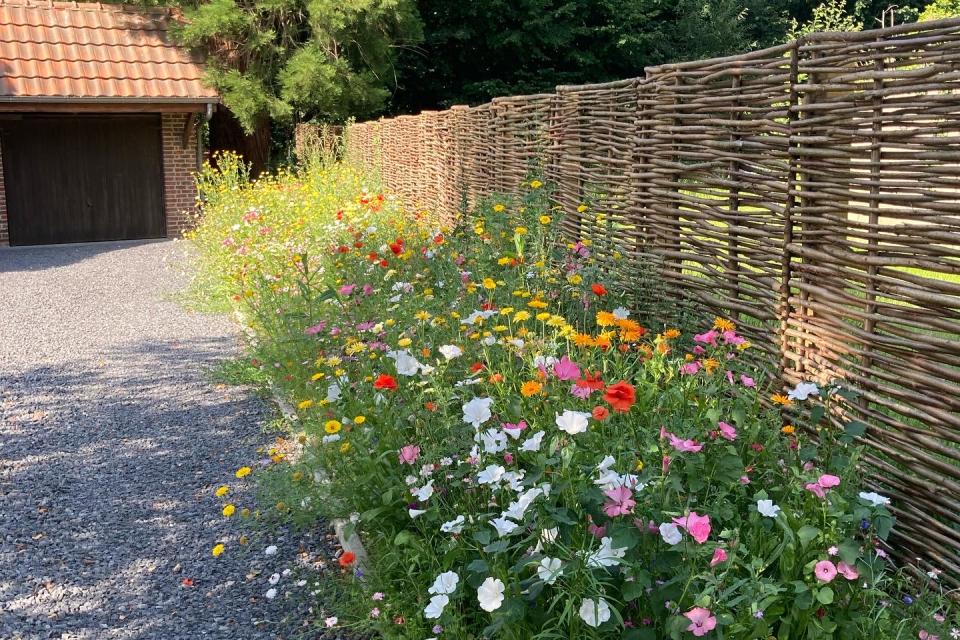Aanleg border met wilde bloemen