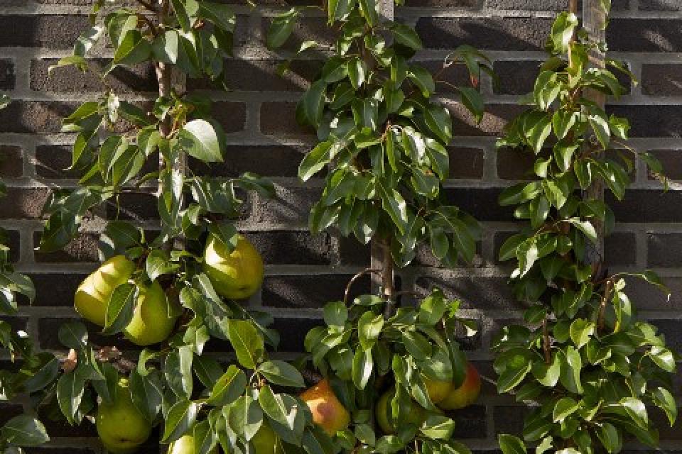 Specialist in het het aanleggen van boomgaarden en leifruit