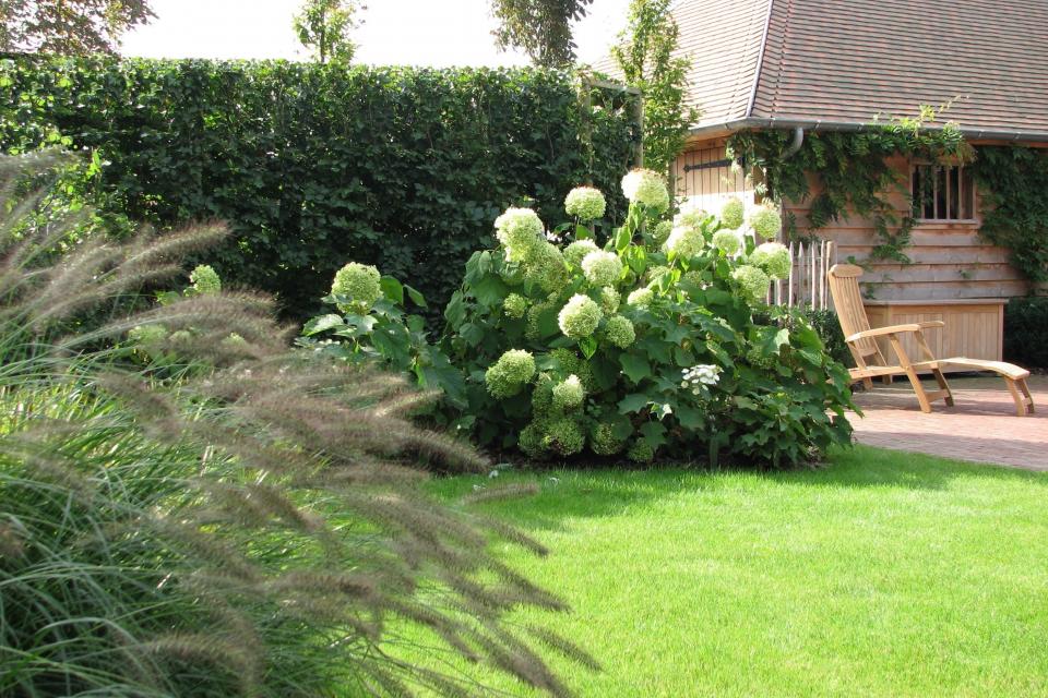 Hydrangea (Hortensia)