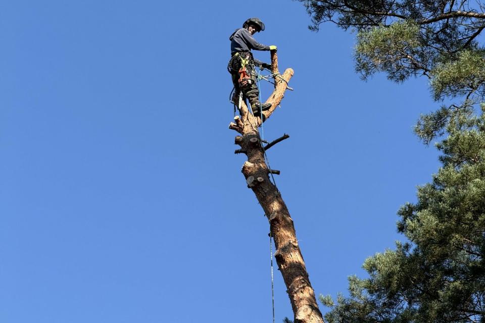 Grove den  27 meter hoog naast huis