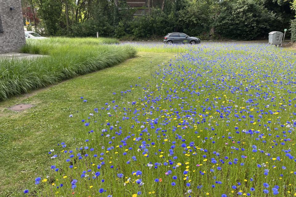 Aanleg bloemenweide