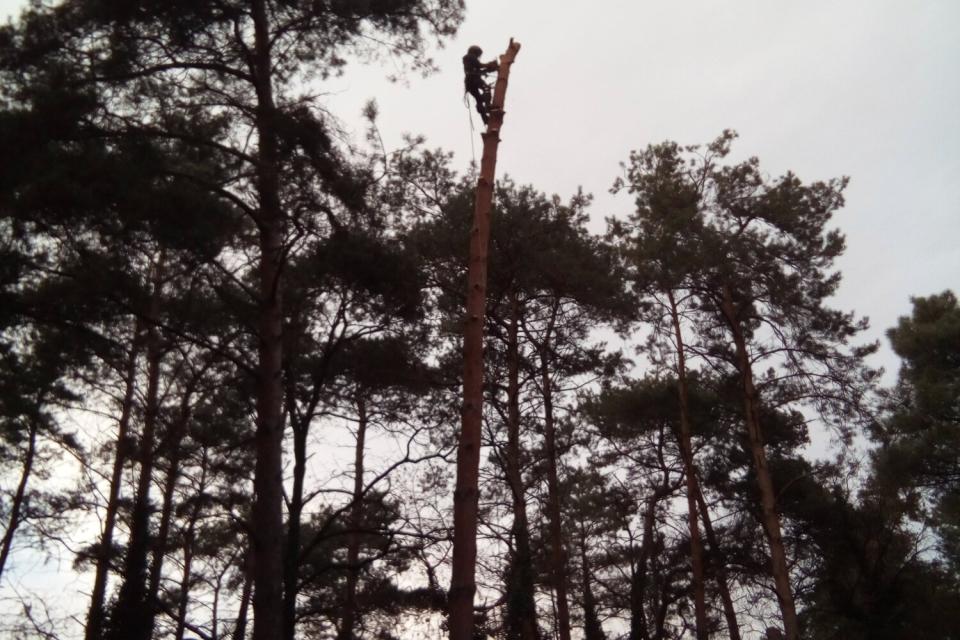 Nog een grove den naast huis 25 meter hoog