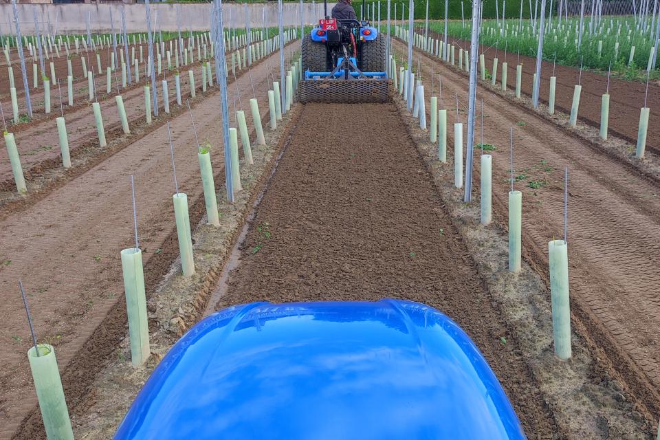 inzaaien van gras stroken in nieuw aangeplante wijngaard