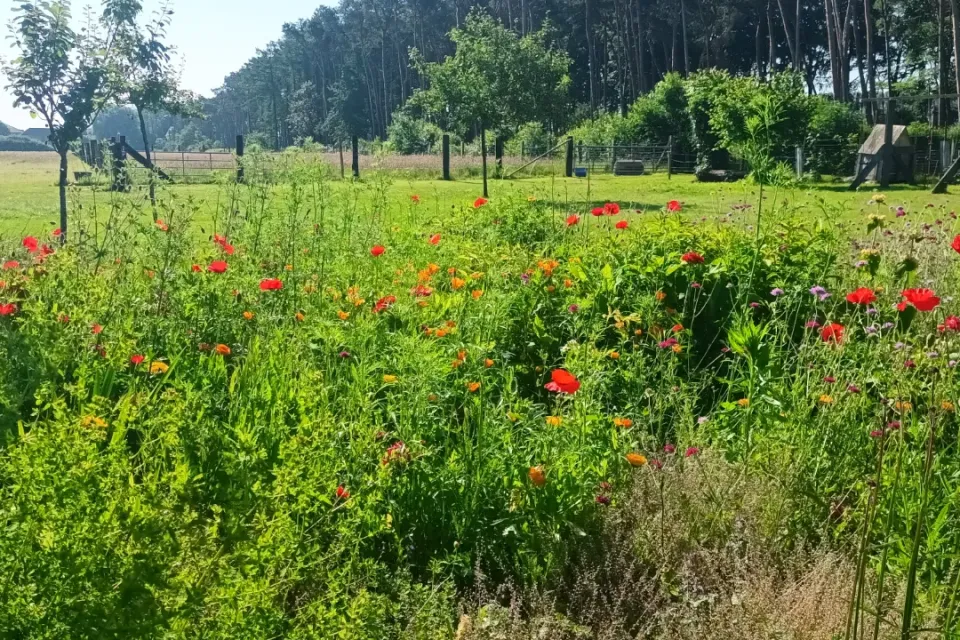 Bloemenborder