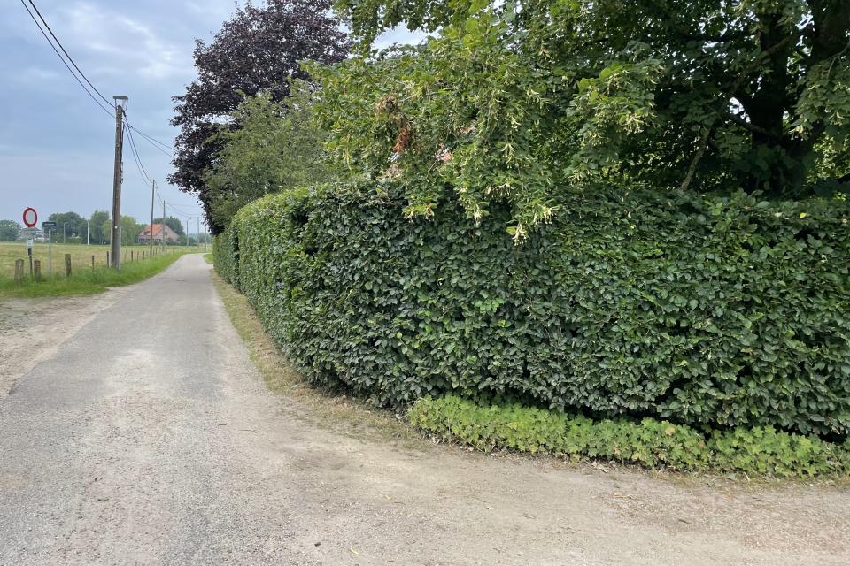 Haag