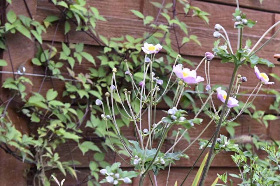 Bloementuin